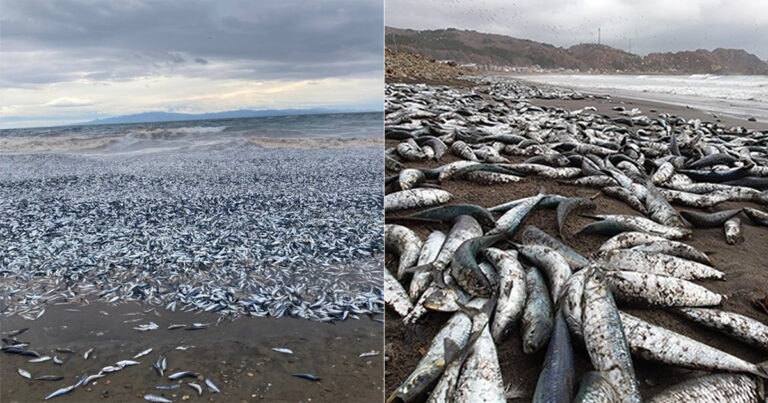 Ribuan Ikan Sarden Mati Terdampar di Pantai Hokkaido, Ciptakan ‘Selimut’ Perak Membentang Sepanjang 1,5 KM