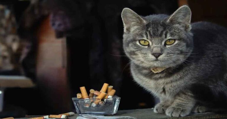 Asap Rokok dapat Menyebabkan Kanker pada Kucing
