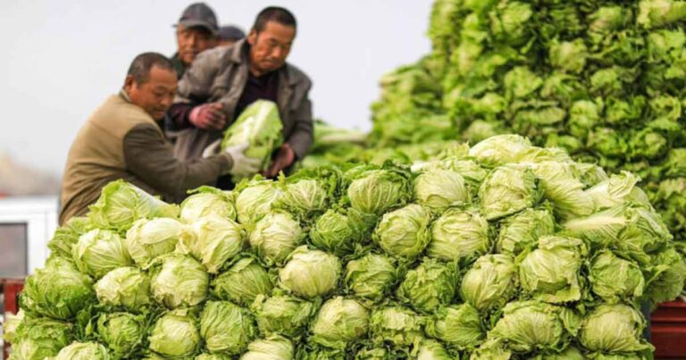 Sayuran Membusuk di Banyak Ladang, Petani Tiongkok Menderita Kerugian Besar Akibat Lemahnya Perekonomian