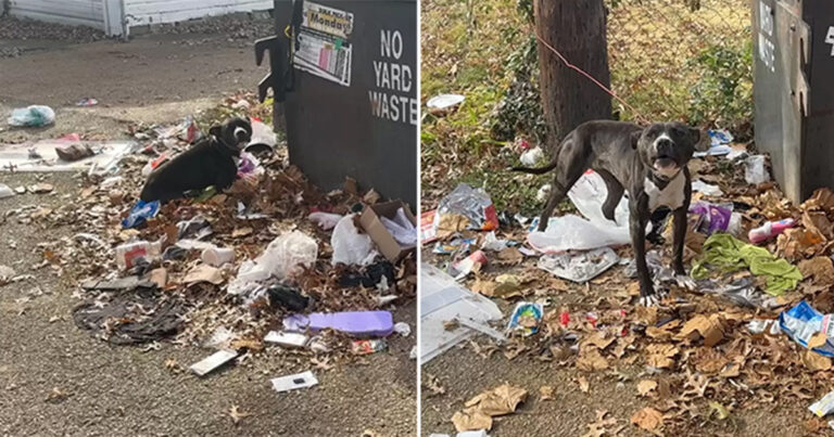 Tim Penyelamat Berhenti Saat Mereka Melihat Hewan Tak Berdaya Terikat di Tempat Sampah
