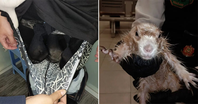 Turis Ditangkap Saat Akan Menyelundupkan Berang-berang dan Anjing Padang Rumput di Celananya
