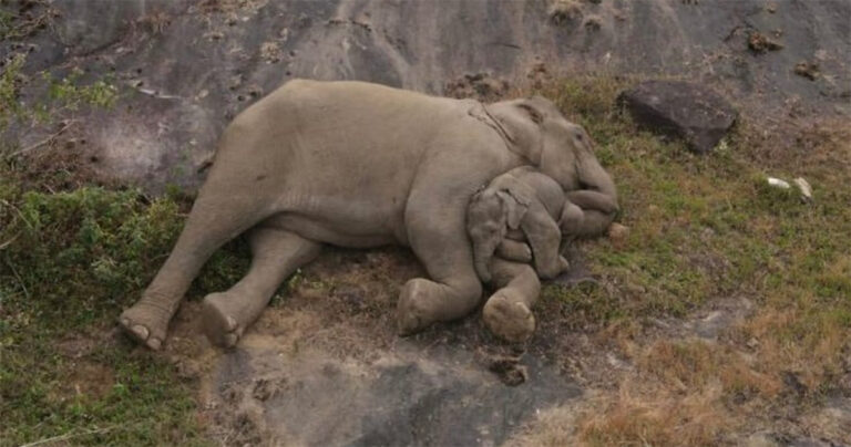 ‘Ketika Sebuah Gambar Bernilai Sejuta Kata’: Anak Gajah yang Hilang Bertemu Kembali dengan Induknya