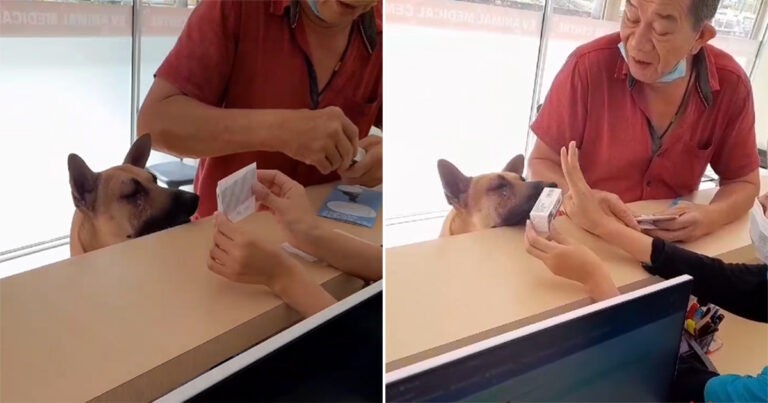 Anjing di Malaysia Terlihat Mengikuti Instruksi Pengobatan dari Perawat, Tampak Mengangguk untuk Menunjukkan Persetujuan