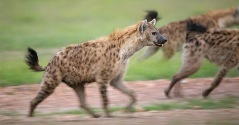 Fakta Liar Tentang Hyena