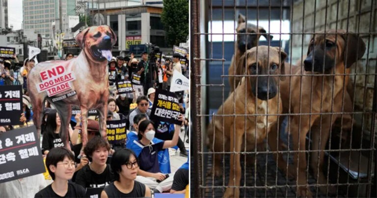 Korea Selatan Menyetujui Undang -Undang yang Melarang Perdagangan Daging Anjing