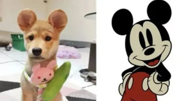 Prosedur Kosmetik ‘Mickey Ears’ untuk Hewan Peliharaan di Tiongkok Memicu Kontroversi