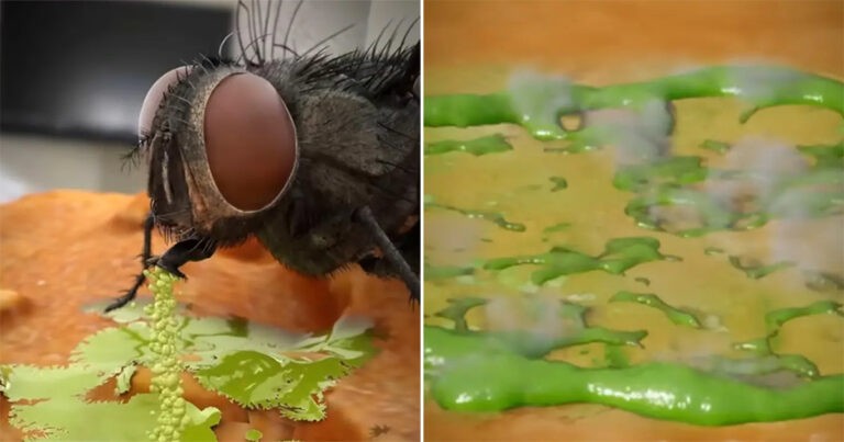 Video Mengungkapkan Kebenaran yang Menjijikkan Tentang Apa yang Terjadi Ketika Seekor Lalat Hinggap di Makanan Anda