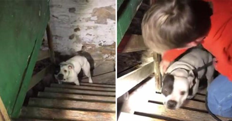 Anjing yang Dirantai di Ruang Bawah Tanah Melompat Kegirangan Saat Melihat Penyelamat