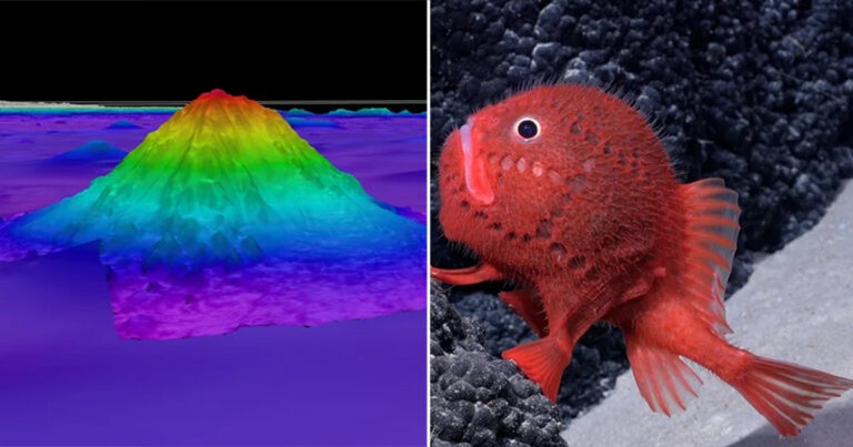 Gunung Bawah Laut Raksasa dan Ratusan Spesies Baru Ditemukan dalam Ekspedisi ‘Menakjubkan’