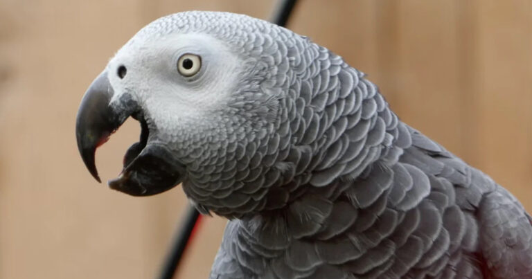 Kebun Binatang Inggris Punya Cara untuk Menghentikan Umpatan Burung Beo yang Terus-menerus