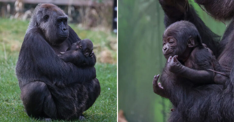 Kebun Binatang London ‘Bersemangat’ Menyambut Bayi Gorila Kedua yang Terancam Punah