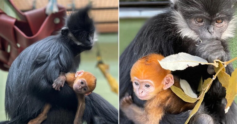 Kebun Binatang di Inggris Menyambut Bayi Monyet yang Terancam Punah