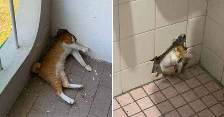 Kucing Oyen di Malaysia Kepalanya Terjebak di Lubang Dinding, Itu Adalah untuk Kedua Kalinya