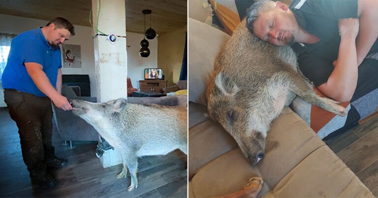 Pasangan di Belgia Berbagi Rumah dengan Babi Hutan