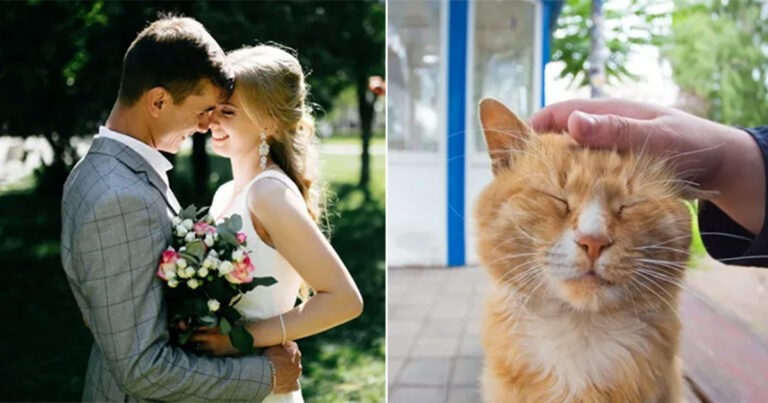 Pengantin Baru Mengadopsi Seekor Kucing Selama Upacara Pernikahan