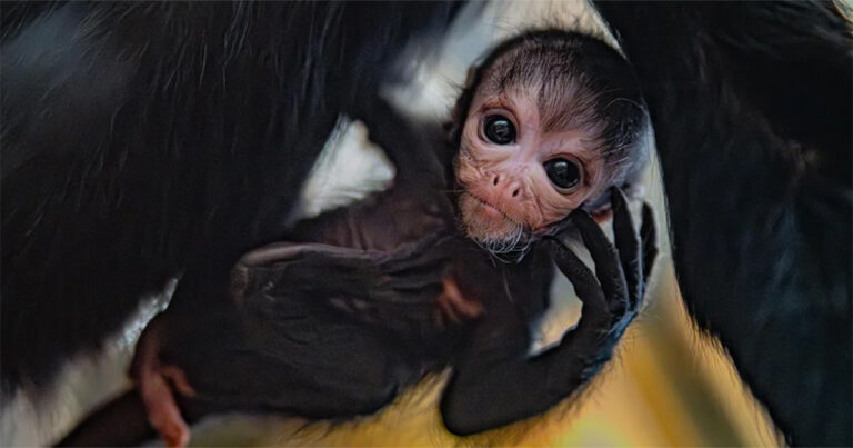 Pengunjung Kebun Binatang Chester Disuguhi Sekilas Bayi Monyet Laba-laba Langka