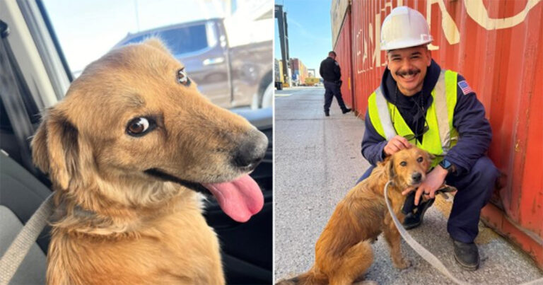 Penjaga Pantai Menyelamatkan Anjing yang Terjebak di Kontainer Pengiriman Selama Delapan Hari