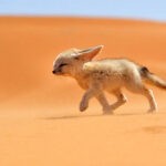 Rubah-Fennec-1