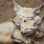 Rubah-Fennec