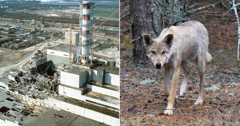 Studi: Serigala Mutan yang Berkeliaran di Zona Pengecualian Chernobyl Telah Mengembangkan Kemampuan Tahan Kanker