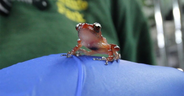 Spesies Katak yang Terancam Punah Dibiakkan di Taman Margasatwa Cotswold