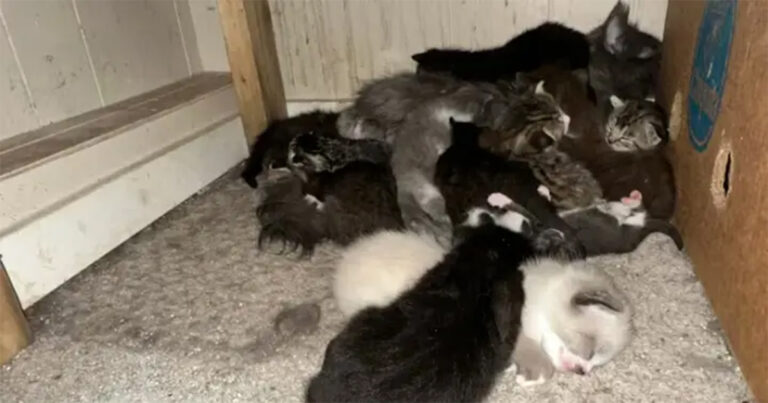 300 Kucing Diselamatkan dari Pemiliknya yang Kewalahan