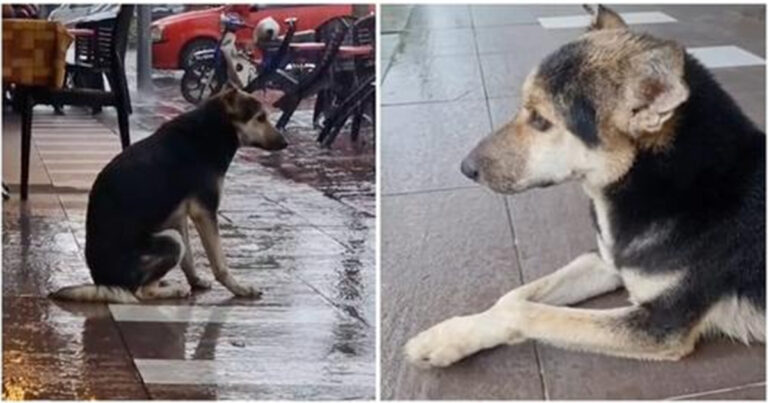 Anjing Menunggu Pemiliknya di Luar Toko di Tengah Hujan Setiap Hari, Video Viral Mempertemukan dengan Pemiliknya