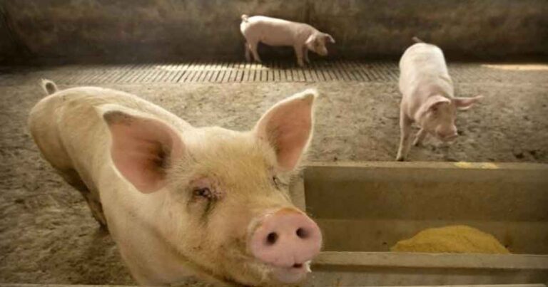 IN-DEPTH: Industri Daging Babi Tiongkok Bergelut dengan Gejolak Keuangan