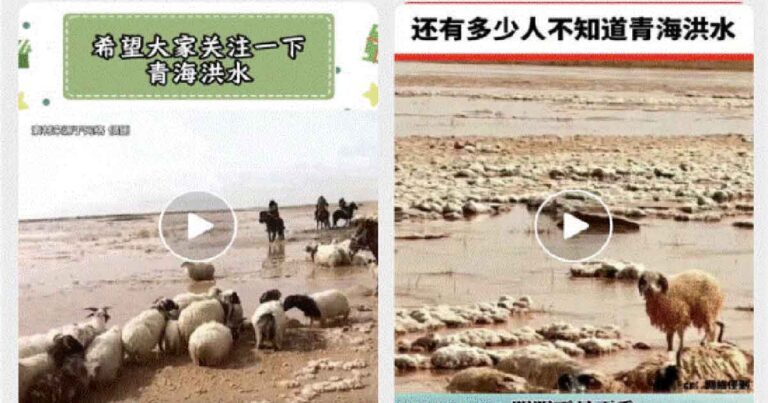 Banjir Qinghai Menyebabkan Sejumlah Besar Domba Tenggelam,  Beritanya Dirahasiakan Selama 10 Hari