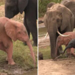 Bayi-Gajah-Albino-Super-Langka