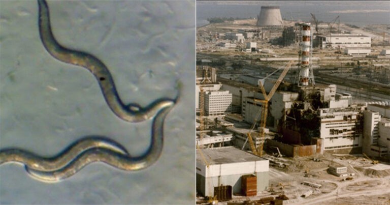 Cacing Chernobyl Bisa Menjadi Obat Kanker