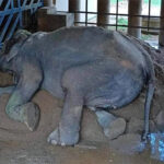 Gajah-yang-Diselamatkan-Akhirnya-Bisa-Berbaring-3