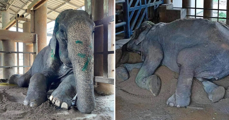 Gajah yang Diselamatkan Akhirnya Bisa Berbaring untuk Pertama Kalinya Setelah 80 Tahun