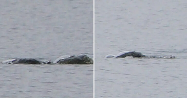 Gambar ‘Paling Menarik’ yang Diduga Menunjukkan Monster Loch Ness ‘Masih Sulit Dijelaskan,’ Kata Pakar
