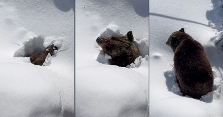 Momen Menggemaskan Beruang Bangun dari Tidur Musim Dinginnya di Resor Ski di Kanada