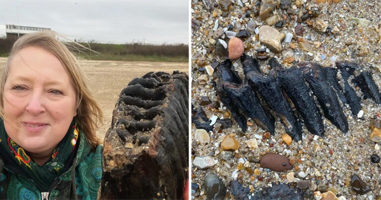 Wanita Menemukan Fosil Gigi Mamut Berusia 1, 8 Juta Tahun Saat Berjalan-jalan di Pantai