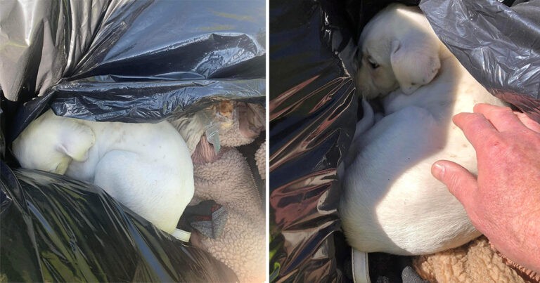 Anak Anjing Ditinggalkan di Kantong Sampah Bertemu dengan Penyelamatnya