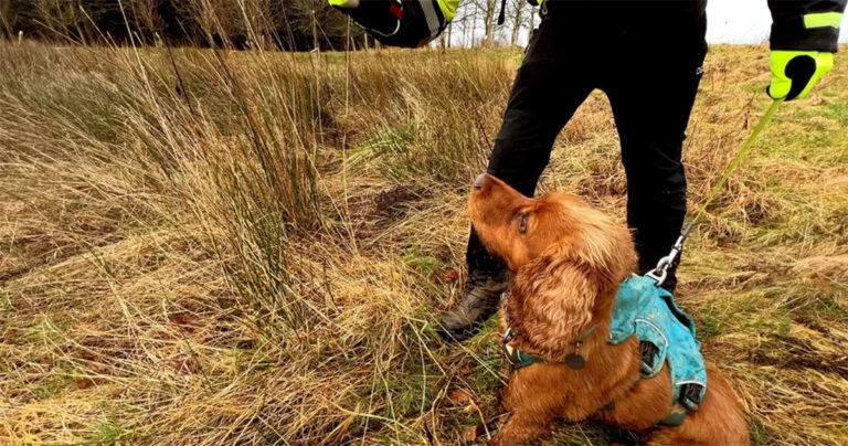 Anjing Pelacak Membantu Scottish Water Menemukan Kebocoran Air di Daerah Pedesaan