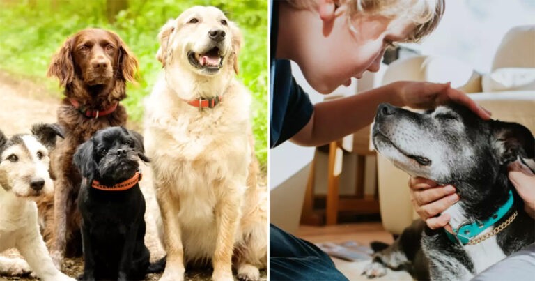 Dokter Hewan Mengungkapkan Jenis Anjing yang Tidak Akan Pernah Dia Miliki Karena Itu Sebagai ‘Kekejian’
