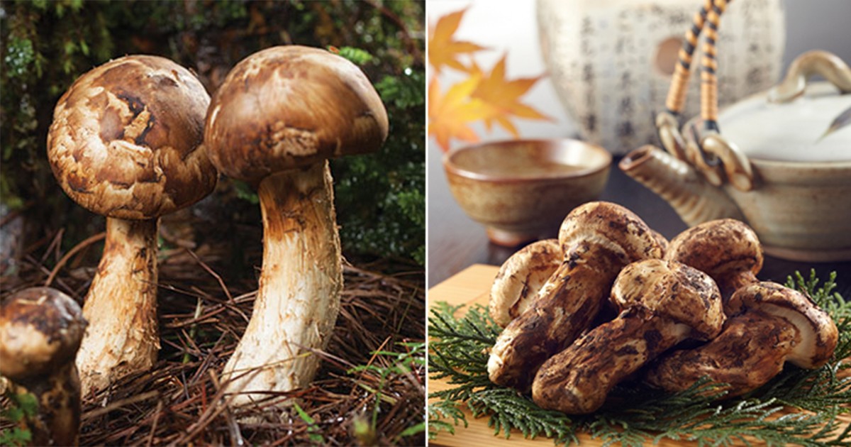 Jamur Matsutake : Jamur Termahal Di Dunia - EtIndonesia