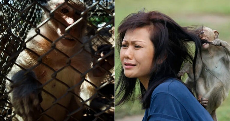 Kota di Thailand Ingin Mengirim 2500 Monyet ke ‘Penjara’ Setelah Bertahun-tahun Primata Tersebut Meneror Penduduk dan Turis