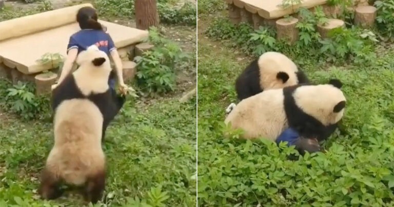 Panda Ganas Menyerang Penjaga Kebun Binatang Saat Pengunjung yang Ketakutan Menyaksikan Kejadian Itu
