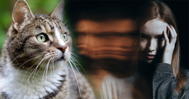 Para Ilmuwan Menemukan Hubungan Misterius Antara Kucing dan Skizofrenia