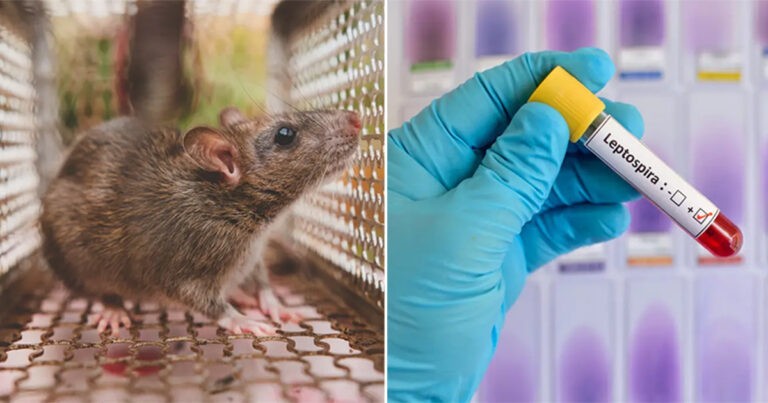 Pria Berusia 76 Tahun yang Digigit Tikus Dirawat di Rumah Sakit Karena Kegagalan Organ Akibat Infeksi Bakteri