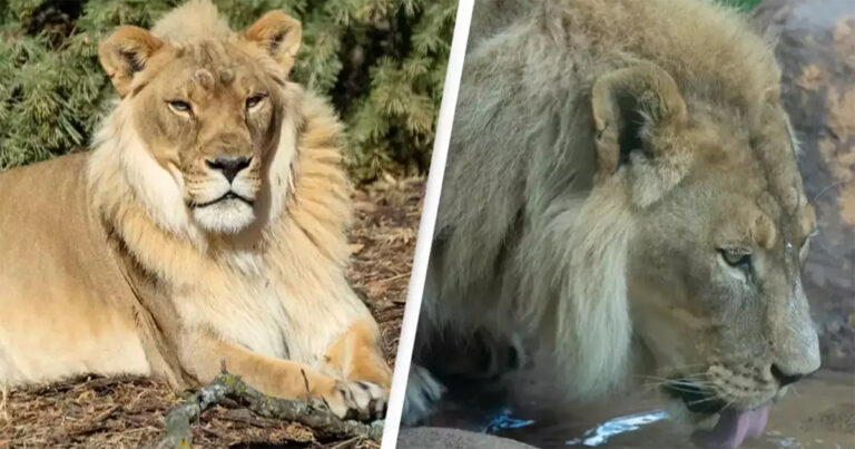 Singa Betina yang Tumbuh Surai pada Usia 18 Tahun Membuat Para Ilmuwan Bingung