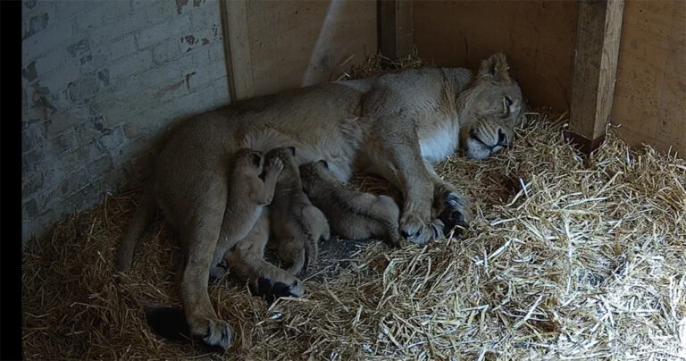 Staf Kebun Binatang London ‘Sangat Senang’ Setelah Menyambut Tiga Anak Singa yang Terancam Punah