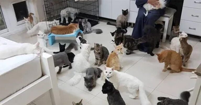 Wanita yang Didiagnosis Sindrom Nuh Memelihara 159 Kucing di Apartemennya Dijatuhi Hukuman Percobaan