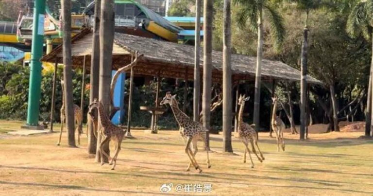 Badai Petir di Guangzhou, Tiongkok  Berubah Menjadi Gelap dalam Sekejap, Kawanan Hewan-hewan di Taman Safari  Berlarian dengan Liar 