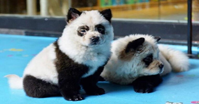 Kebun Binatang di Tiongkok Dituduh Mewarnai Anjing Agar Mirip Panda