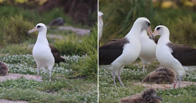 Burung Liar Tertua di Dunia, Berusia 72 Tahun, Terlihat Mendekati Pasangan Barunya